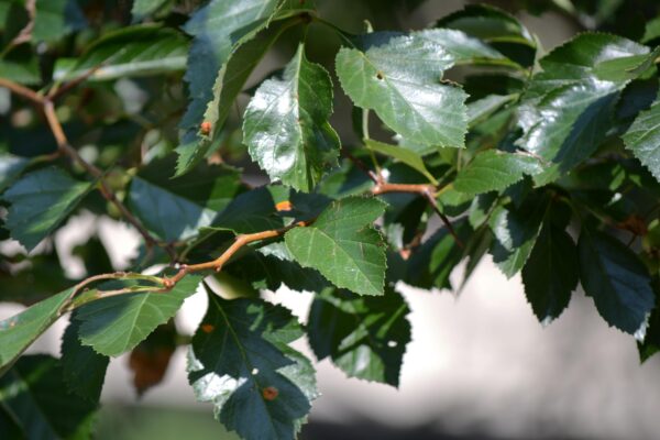 Crataegus × lavalleei - Foliage