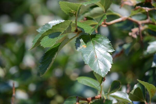 Crataegus × lavalleei - Leaves