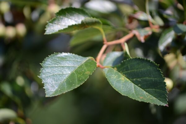 Crataegus × lavalleei - Leaves