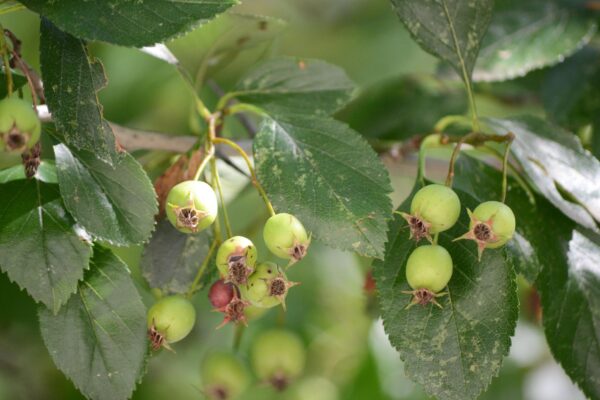 Crataegus × lavalleei - Unripe Fruit