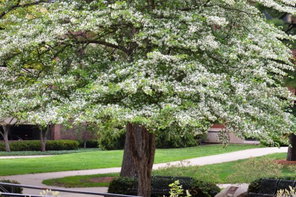 Crataegus × lavalleei - Flowering Habit