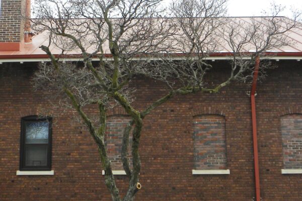 Crataegus × lavalleei - Winter Habit