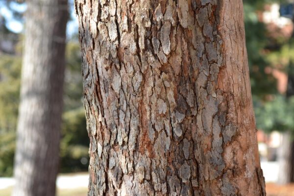 Crataegus × lavalleei - Bark