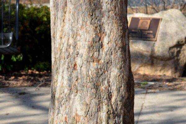 Crataegus × lavalleei - Bark