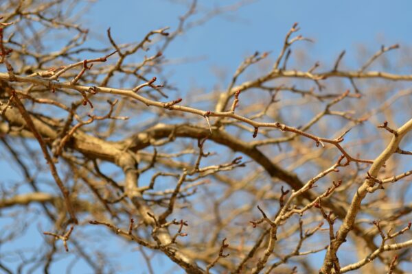 Crataegus × lavalleei - Twigs