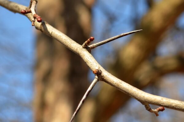 Crataegus × lavalleei - Buds and Thorns