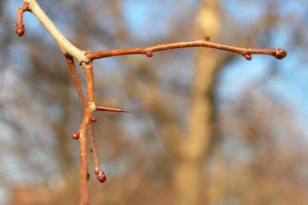 Crataegus × lavalleei - Buds