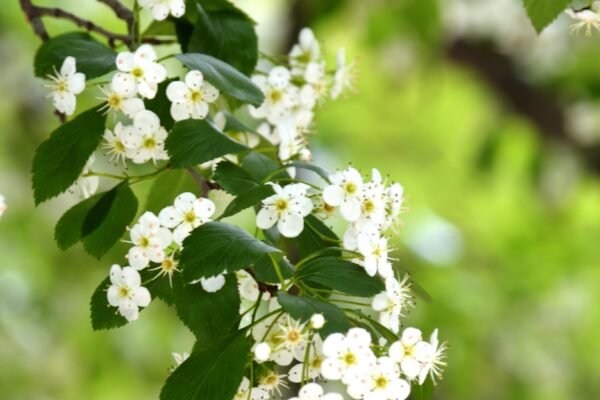 Crataegus × lavalleei - Flowers
