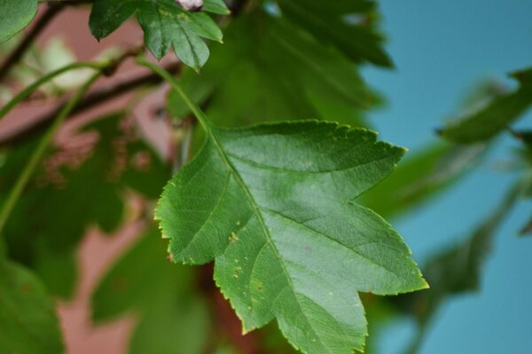 Crataegus × mordenensis - Leaf