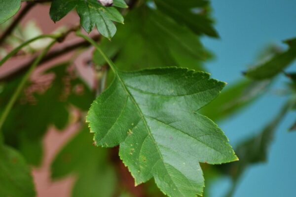 Crataegus × mordenensis - Leaf