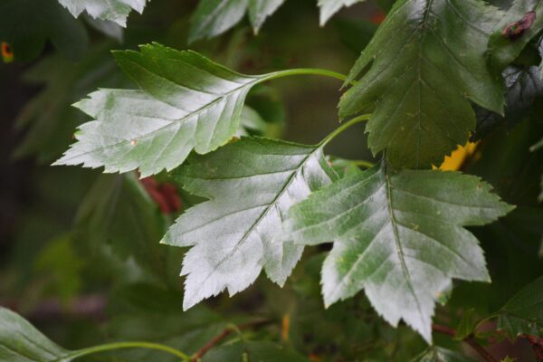 Crataegus × mordenensis - Leaves