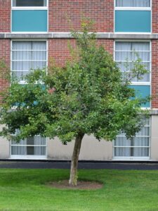 Crataegus × mordenensis - Summer Habit