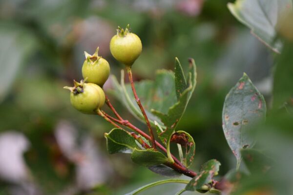 Crataegus × mordenensis - Unripe Fruit