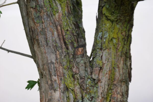 Crataegus × mordenensis - Bark