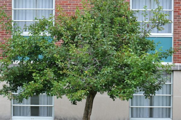 Crataegus × mordenensis - Summer Habit