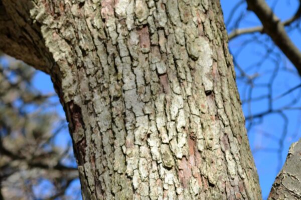 Crataegus × ′Vaughn′ - Bark