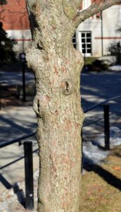 Crataegus × ′Vaughn′ - Bark
