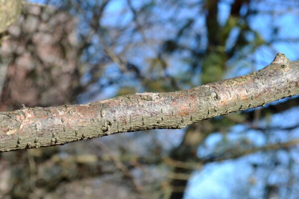 Crataegus × ′Vaughn′ - Bark