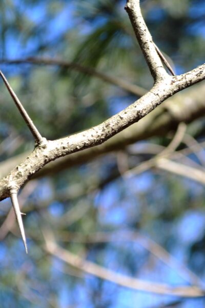 Crataegus × ′Vaughn′ - Thorns