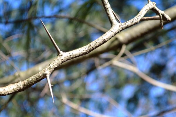 Crataegus × ′Vaughn′ - Thorns