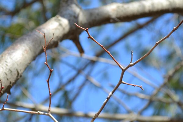 Crataegus × ′Vaughn′ - Buds