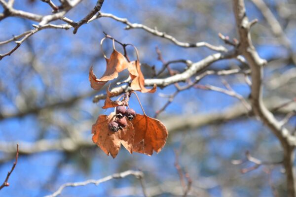 Crataegus × ′Vaughn′ - Old Foliage and Fruit