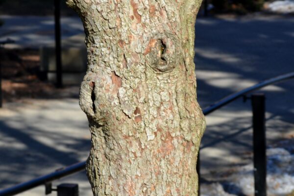 Crataegus × ′Vaughn′ - Bark