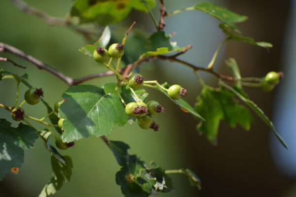 Crataegus × ′Vaughn′ - Unripe Fruit