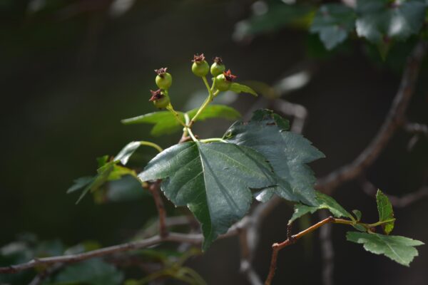 Crataegus × ′Vaughn′ - Leaves