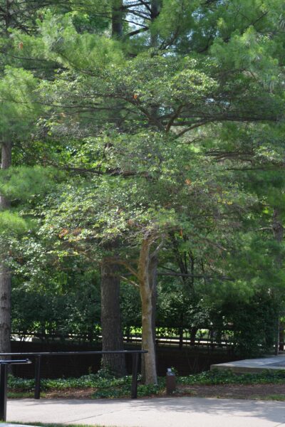 Crataegus × ′Vaughn′ - Summer Habit