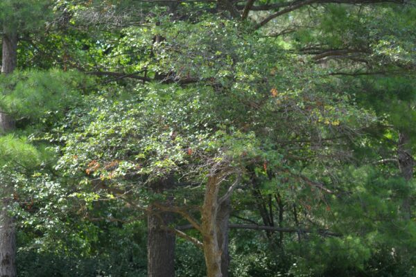 Crataegus × ′Vaughn′ - Summer Habit