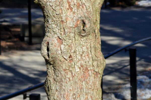 Crataegus &times; &prime;Vaughn&prime; - Bark