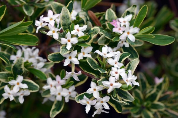 Daphne × burkwoodii ′Carol Mackie′ - Flower