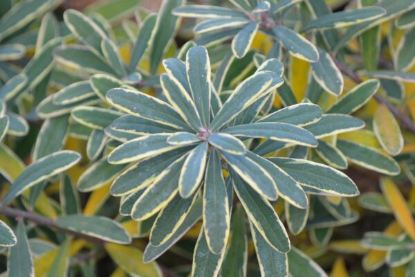 Daphne × burkwoodii ′Carol Mackie′ - Leaf