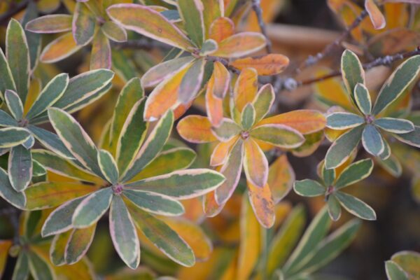 Daphne × burkwoodii ′Carol Mackie′ - Fall Color