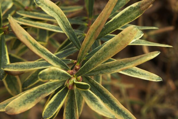 Daphne × burkwoodii ′Carol Mackie′ - Buds and Old Foliage