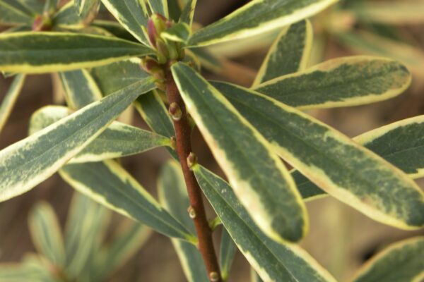 Daphne × burkwoodii ′Carol Mackie′ - Buds and Old Foliage
