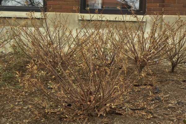 Daphne × burkwoodii ′Carol Mackie′ - Winter Habit