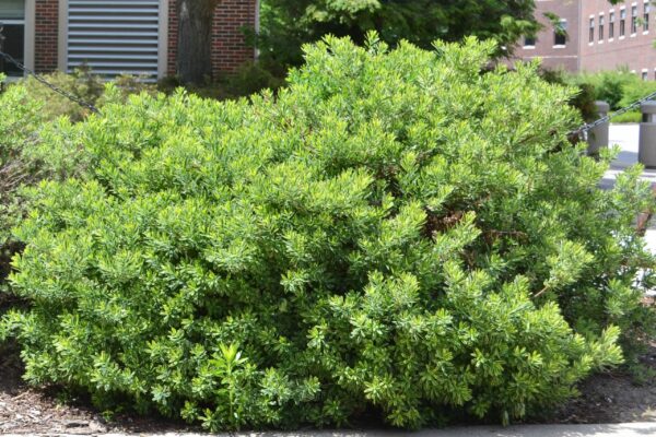 Daphne &times; burkwoodii &prime;Carol Mackie&prime; - Shrub Habit