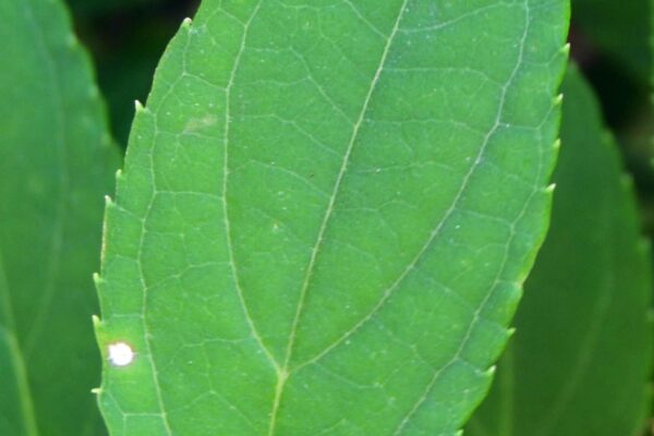 Deutzia gracilis - Leaf