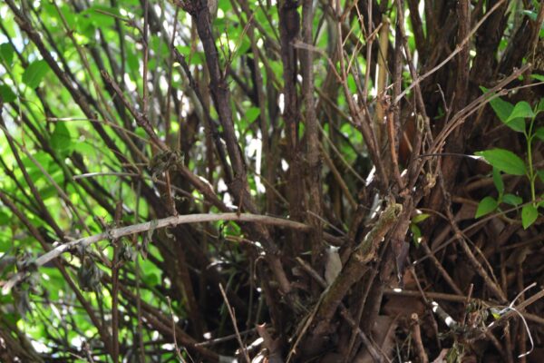 Deutzia gracilis - Bark