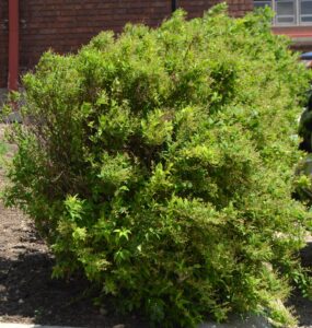 Deutzia gracilis - Overall Habit