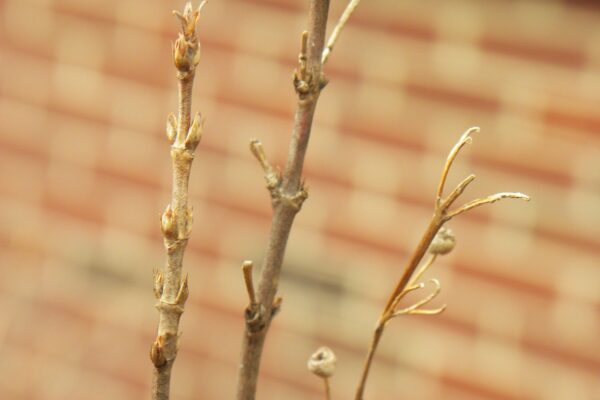 Deutzia gracilis - Buds
