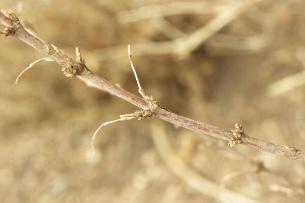 Deutzia gracilis - Buds