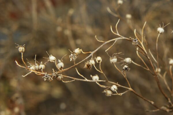 Deutzia gracilis - Old Fruit