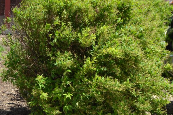 Deutzia gracilis - Overall Habit