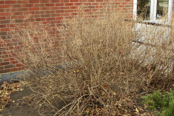 Deutzia gracilis - Winter Habit