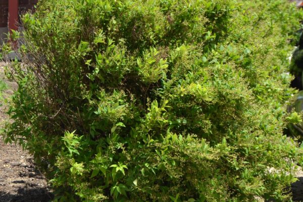 Deutzia gracilis - Overall Habit