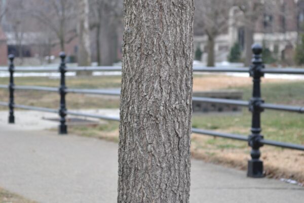Acer miyabei ′Morton′ [sold as State Street™] - Bark