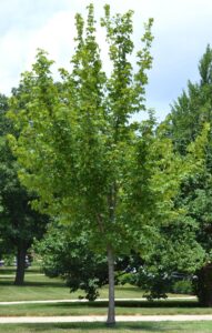 Acer miyabei ′Morton′ [sold as State Street™] - Tree Habit